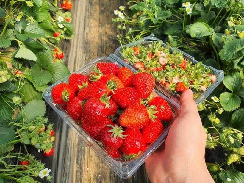 Seoul: Eobi Valley(Winter), Strawberry, Nami Island and Bike - Gangchon Rail Park Railbike: the ride that turns scenery into an activity
