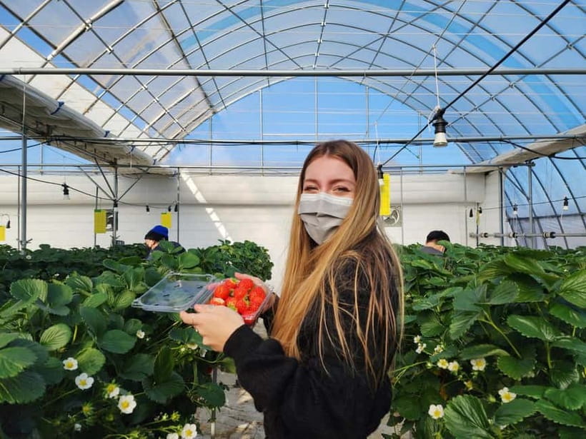 Seoul: Eobi Valley(Winter), Strawberry, Nami Island and Bike - Value and cost: why $88 can make sense (and when it won’t)