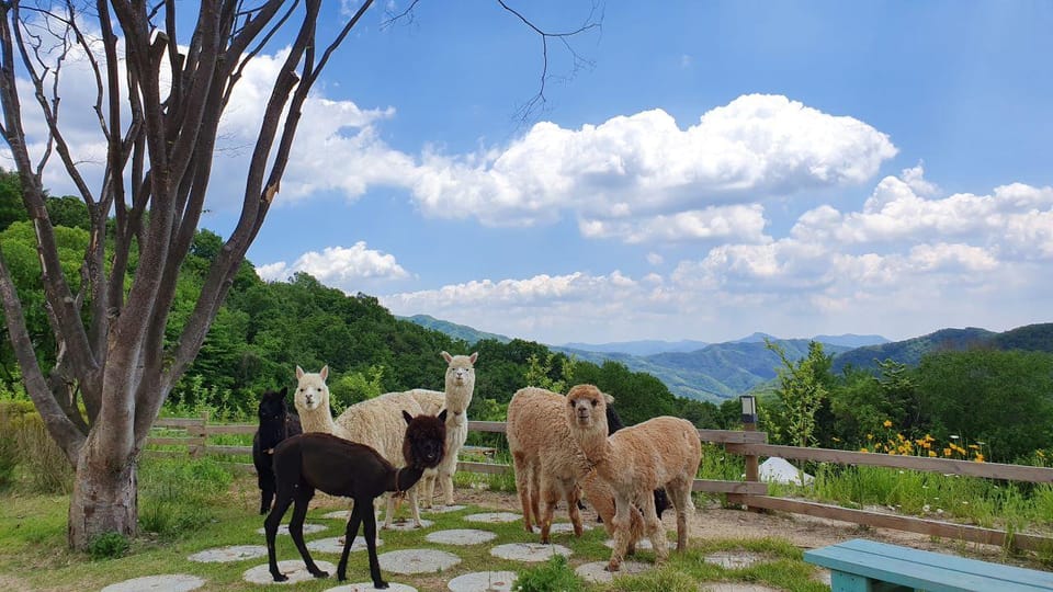 Seoul: Eobi+Nami+Hanbok(+RailBike or Strawberry Options)Tour - Hanbok Wearing Experience Center: photos, then make kimbap