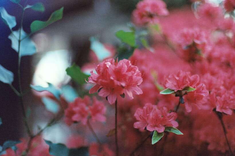 Seoul Film Camera Club - After the Walk: Development, Scanning, and Your Download Link