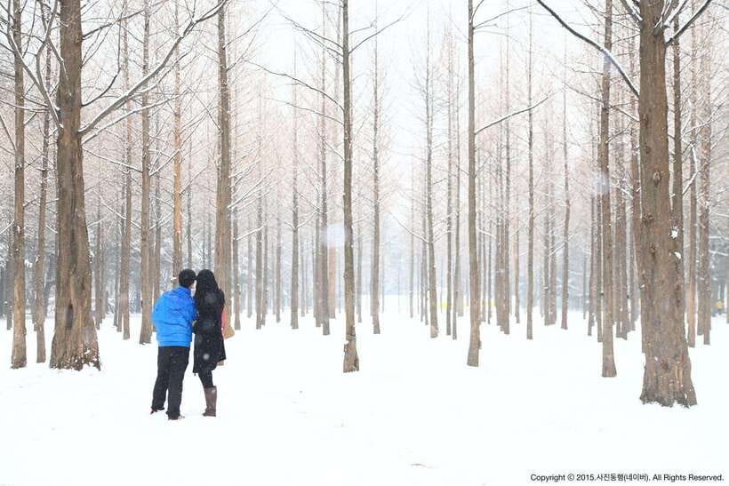 Seoul: Full-Day Winter Trip Ski Resort, Ice Valley, Namiseom - What It Costs and Whether $48 Is Actually Good Value