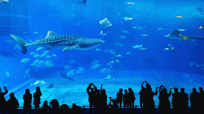 Seoul: Lotte World Aquarium Ticket - Key highlights you’ll feel right away