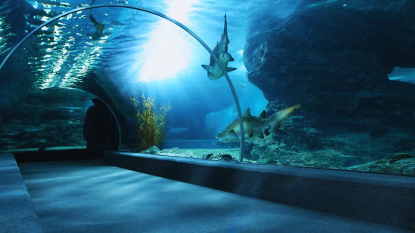 Seoul: Lotte World Aquarium Ticket - Why Lotte World Aquarium works better than a typical “see fish” stop
