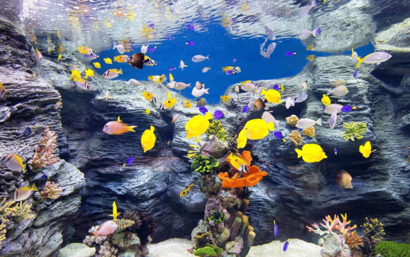 Seoul: Lotte World Aquarium Ticket - 5 oceans and 13 exhibits: your route through freshwater to polar