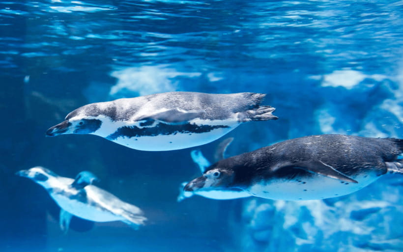 Seoul: Lotte World Aquarium Ticket - Ticket value: what you get for about $26 for a full-day visit