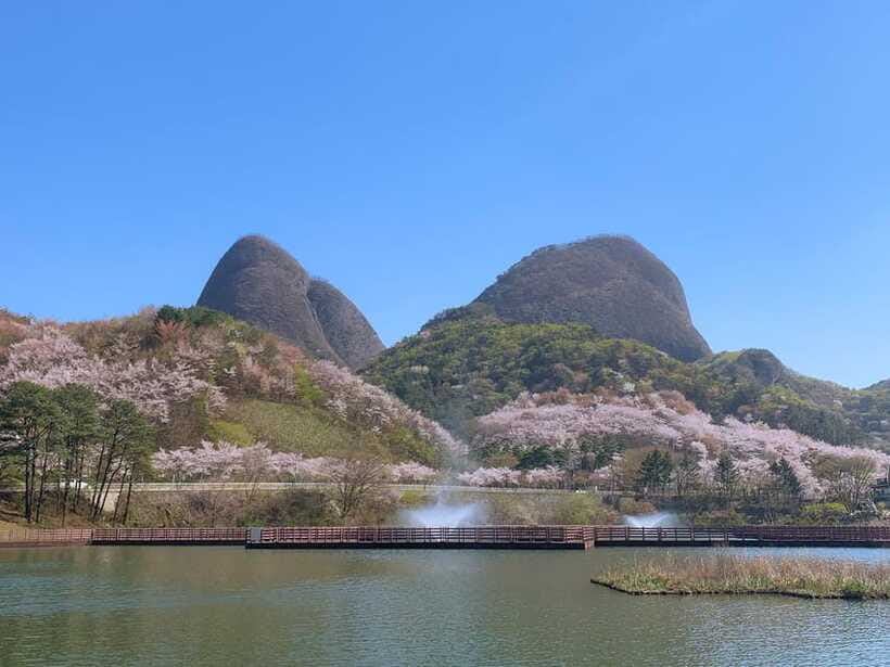 Seoul: Maisan Cherry Blossom and Jeonju Hanok Day Tour - Price and Value: What You’re Paying For (and What You Control)