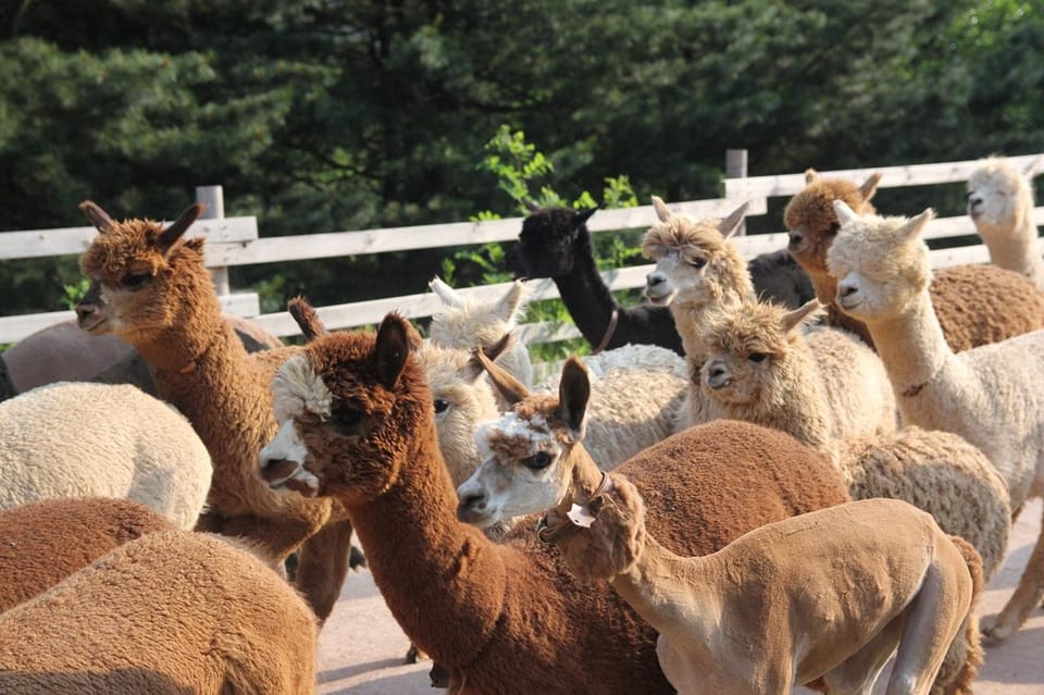 Seoul: Mt. Seorak & Nami Island & Eobi Ice Valley Day Tour - Should you book: the practical decision