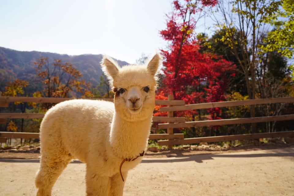 Seoul: Mt. Seorak & Nami Island & Eobi Ice Valley Day Tour - Timing and transport: a long coach day with predictable windows