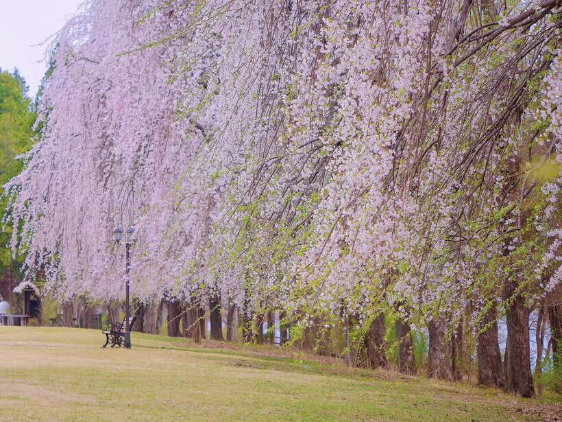 Seoul: Mt.Seorak, Nami Island, No Shopping(+RailBike Option) - Who Should Book This Tour (and Who Might Not Love It)