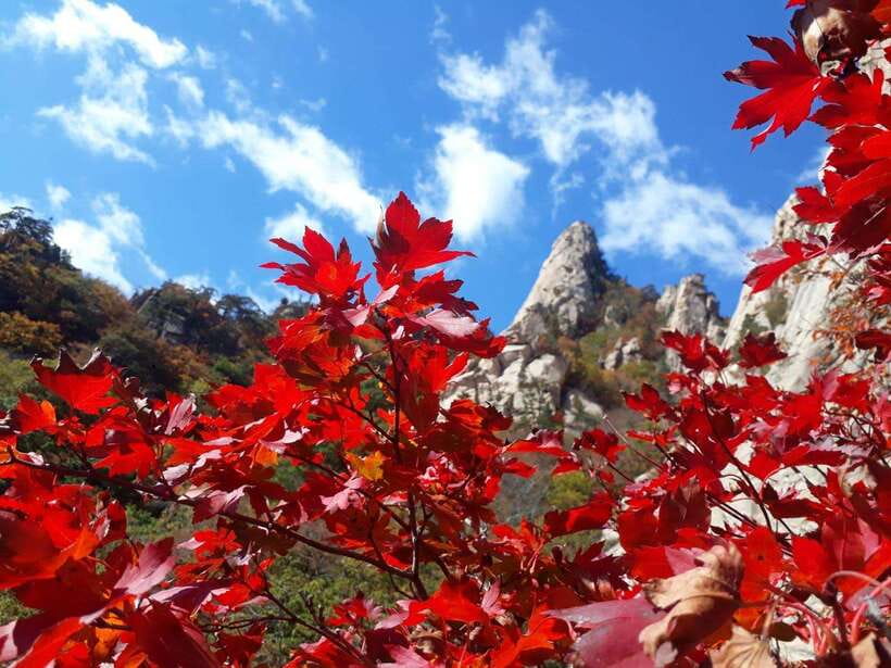 Seoul: Mt.Seorak, Nami Island, No Shopping(+RailBike Option) - The Van Ride North: Comfort That Actually Matters