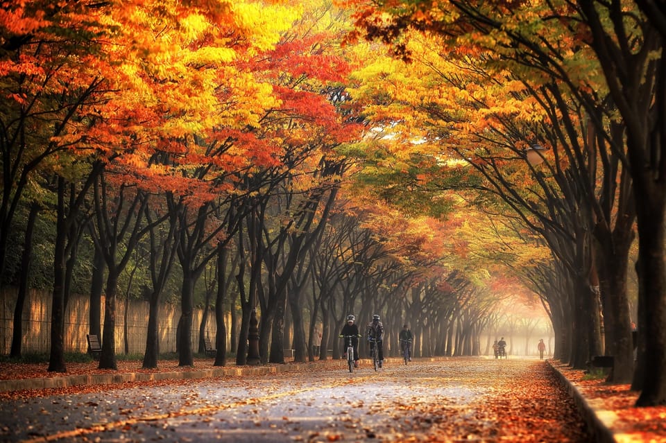 Seoul: Naejangsan National Park Autumn Foliage One Day Tour - Naejangsa Temple: 1,300 years of fall scenery