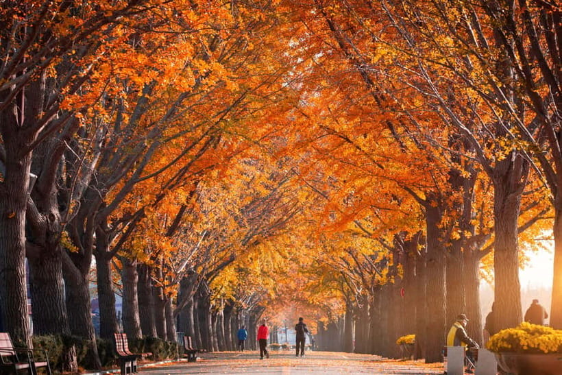 Seoul: Naejangsan National Park Autumn Foliage One Day Tour - The best kind of free time: hiking, photos, and lunch on your terms