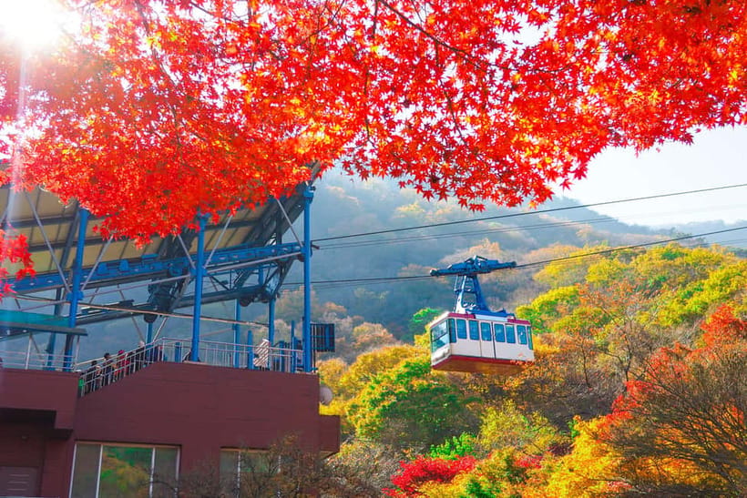 Seoul: Naejangsan National Park Autumn Foliage One Day Tour - Price and logistics: what you’re really paying for
