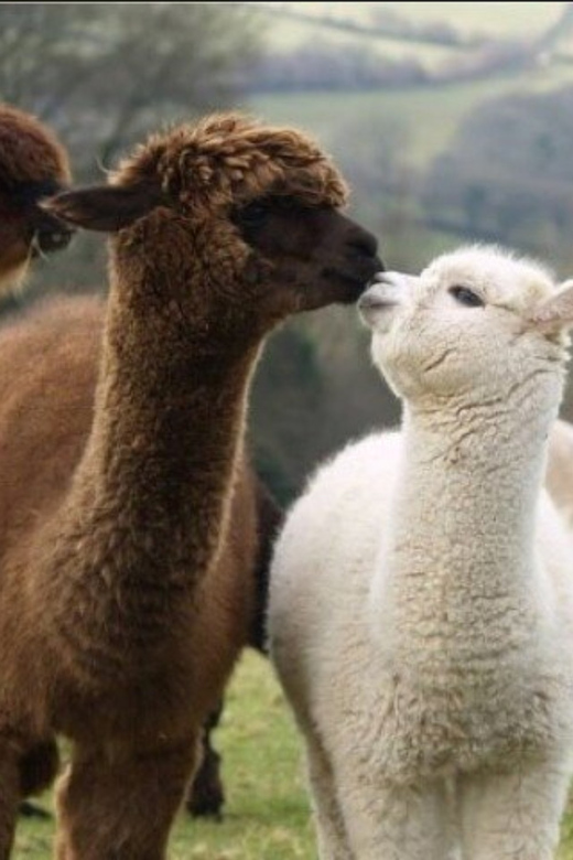 Seoul: Nami and K-Garden with Optional Alpaca Winter Tour - A one-day winter route from Seoul that actually works