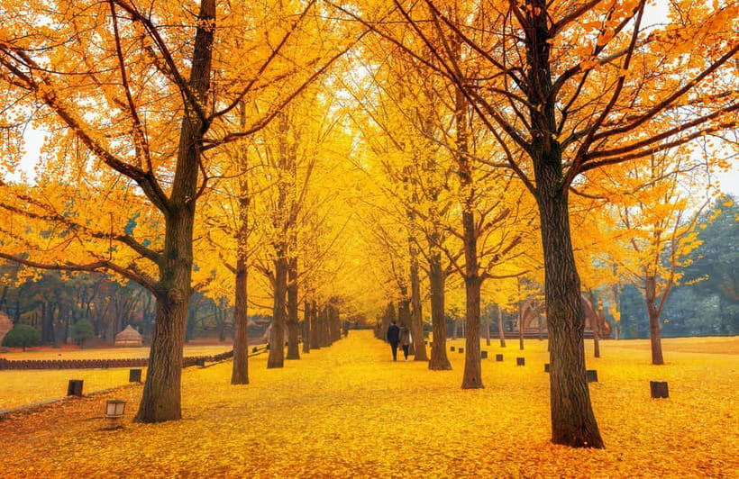 Seoul: Nami Island, Garden and Petite France (opt. Railbike) - Gangchon Railbike: the fun upgrade when you choose the rail option