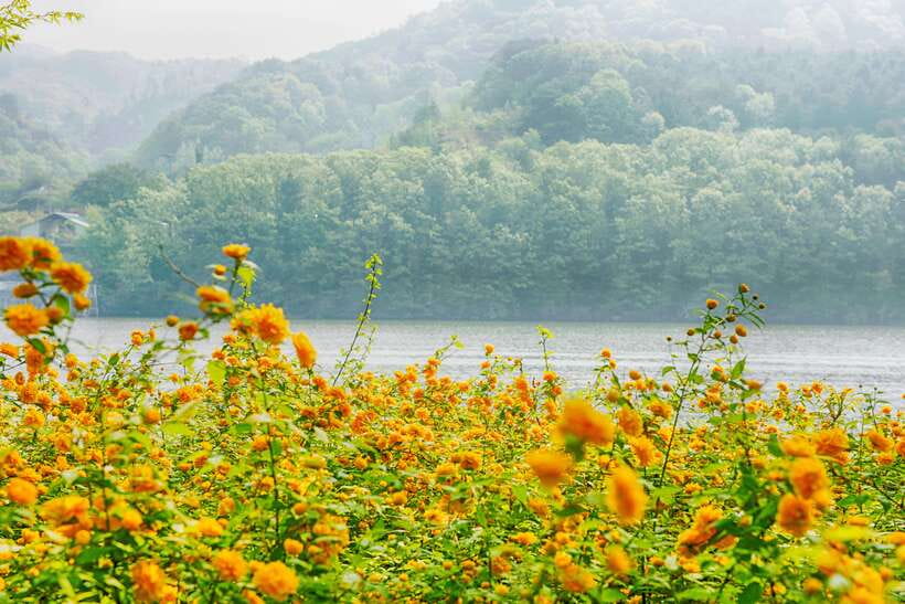 Seoul: Nami Island & Petite France Tour with Railbike Option - How the Whole Day Works: Transit Time, Stop Length, and Realistic Expectations