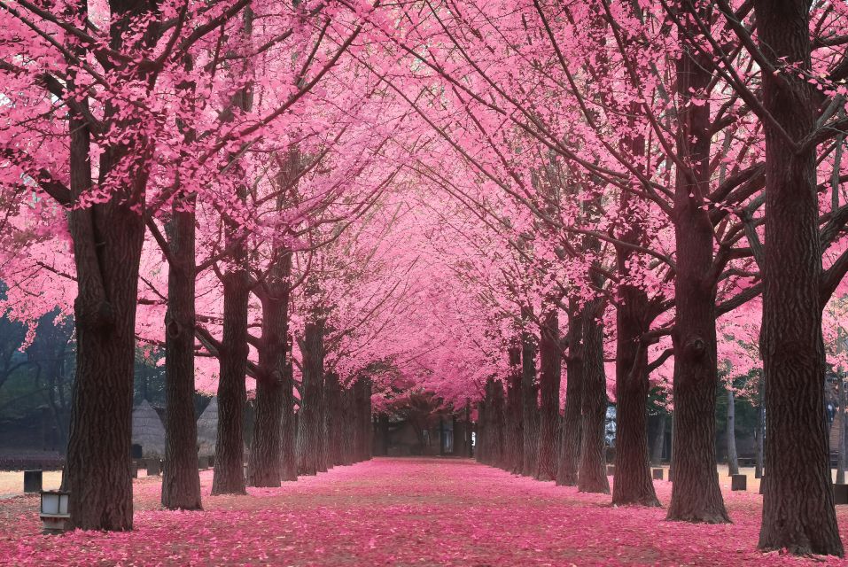 Seoul: Private Customizable Tour to Nami Island and More - Garden of Morning Calm: structured gardens for a slower, calmer hour