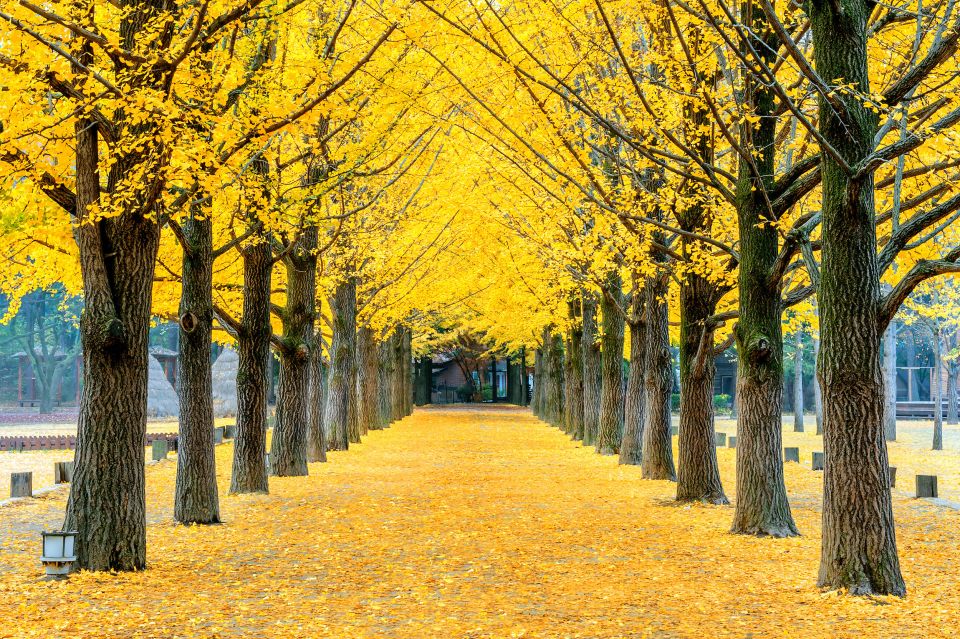 Seoul: Private Customizable Tour to Nami Island and More - Price and value: $470 per group up to 5, and when it’s a smart spend
