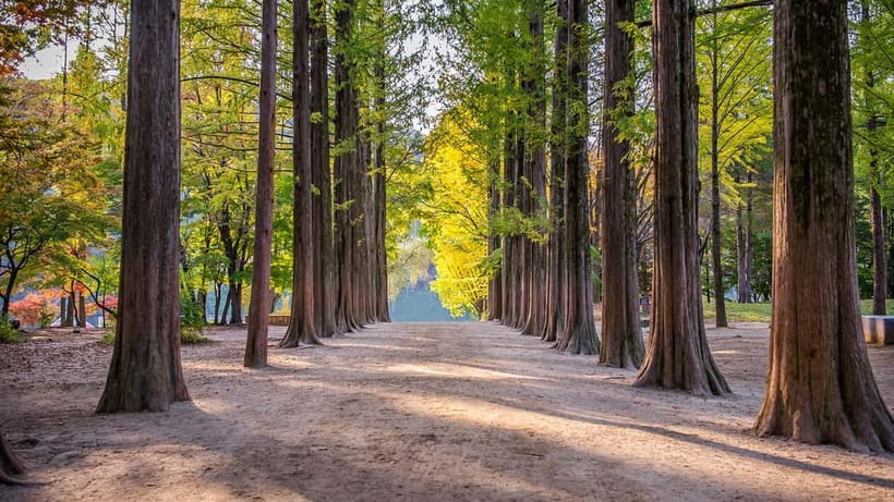 Seoul: Private Tour to Nami Island, Garden, Petite France - Key things I’d focus on before you go