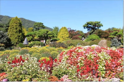 Seoul: Private Tour to Nami Island, Garden, Petite France - Getting from Seoul to Nami Island without the hassle