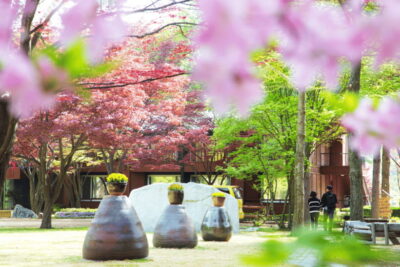 Seoul: Samaksan Cable Car & Nami with Alpaca World/Railbike - Nami Island: a K-drama classic you can actually enjoy slowly