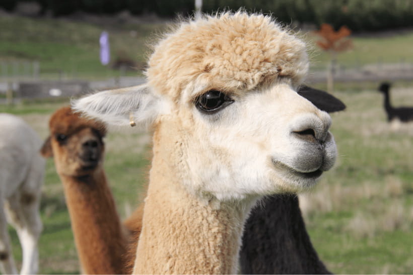 Seoul: Samaksan Cable Car & Nami with Alpaca World/Railbike - A realistic walkthrough of the 12-hour flow from Seoul