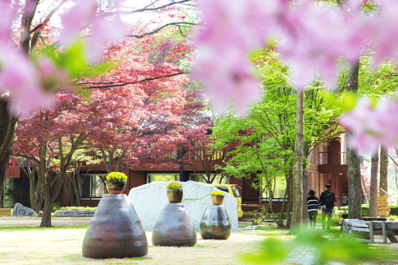 Seoul: Samaksan Cable Car & Nami with Alpaca World/Railbike - Nami Island: a K-drama classic you can actually enjoy slowly