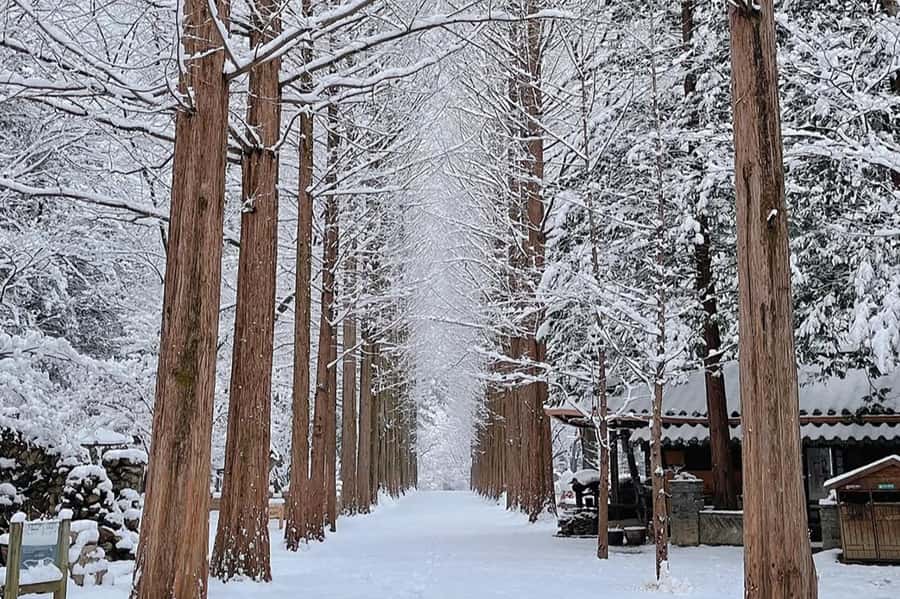 Seoul: Seorak Mountain+Nami Island+Eobi Ice Valley Tour - Price and value: is $79 a fair deal for this winter route?
