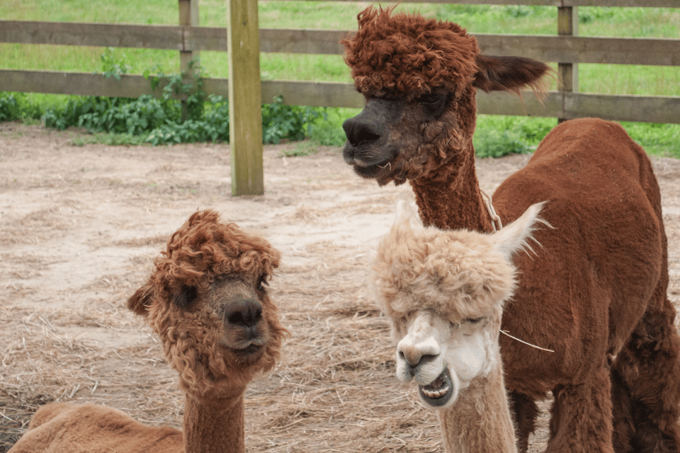 Seoul: SnowyLand in Vivaldi Park with Nami or Alpaca - Who this tour suits best