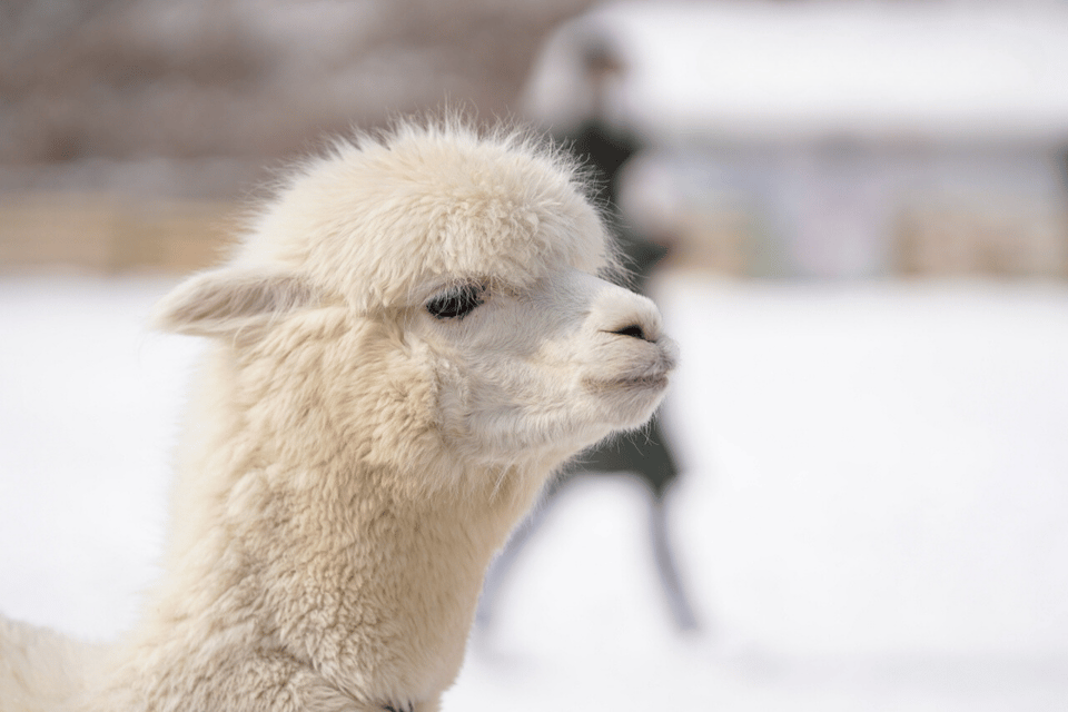 Seoul: SnowyLand in Vivaldi Park with Nami or Alpaca - Alpaca World vs Nami Island: choose your winter mood