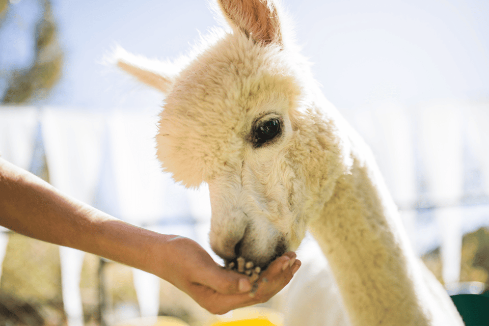 Seoul: SnowyLand in Vivaldi Park with Nami or Alpaca - Price and value: is $70 actually fair?