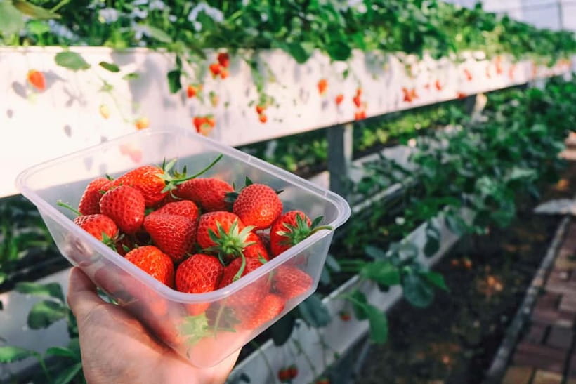 Seoul: Strawberry Picking & Eobi Ice Valley & Nami Island - A long Seoul-to-the-countryside day trip (and why that’s part of the fun)