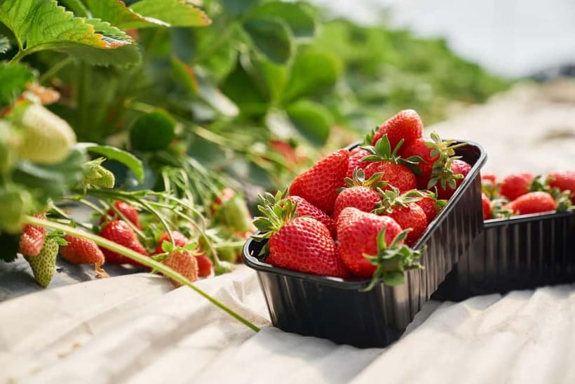 Seoul: Strawberry Picking & Eobi Ice Valley & Nami Island - Nami Island in winter: tree-lined paths, river air, and time to wander
