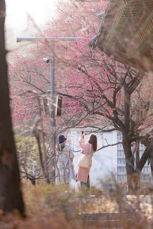 Seoul: Temple & Starfield COEX Mall Gourmet Tour in Gangnam - Should You Book This Bongeunsa and COEX Gourmet Night Tour?