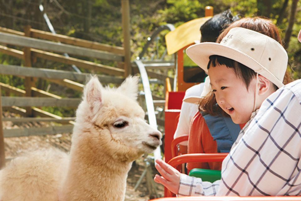 Seoul: The Painter Show with Nami Island - Alpaca World or Nami Island: choose your calm