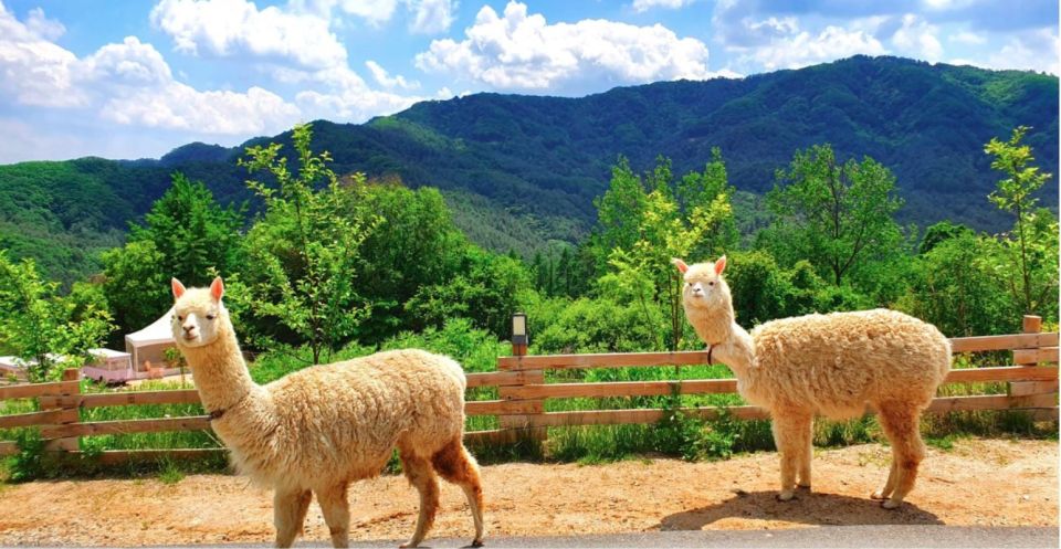 Seoul: The Painter Show with Nami Island - Timing tips for a day that starts early and ends late