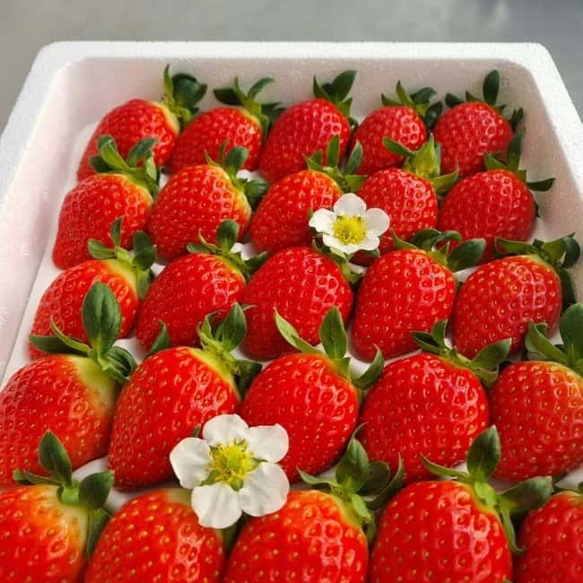 Seoul: Winter Day Tour in Pocheon (+Strawberry Picking) - Key highlights you’ll remember