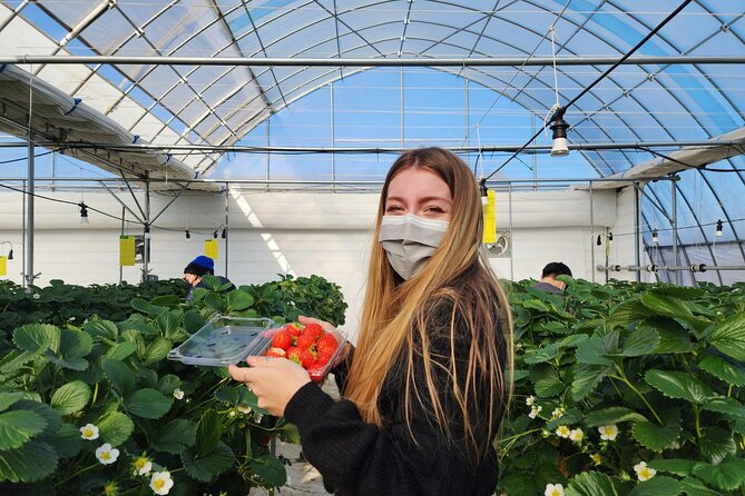 Strawberry Picking, Winter Sled with Eobi Ice Valley from Seoul - What to pack for Eobi Ice Valley and Snowyland