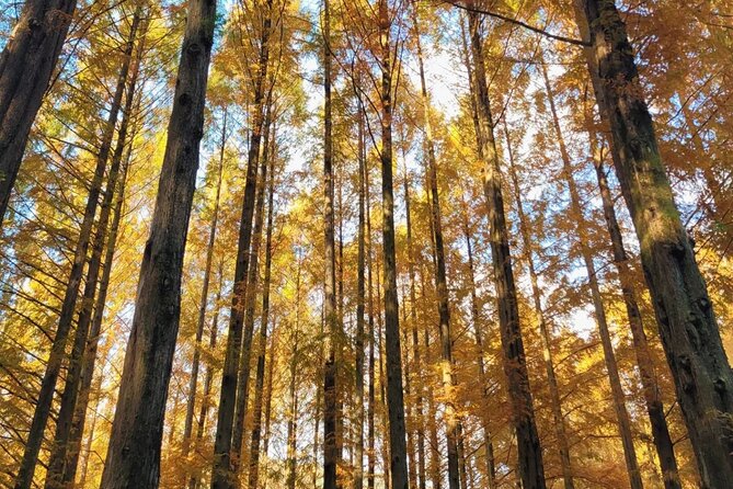 Suwon Hwaseong Fortress & Jangtaesan Full-Day Tour: Autumn Leaves - Group Size: A Maximum of 40 Changes the Feel