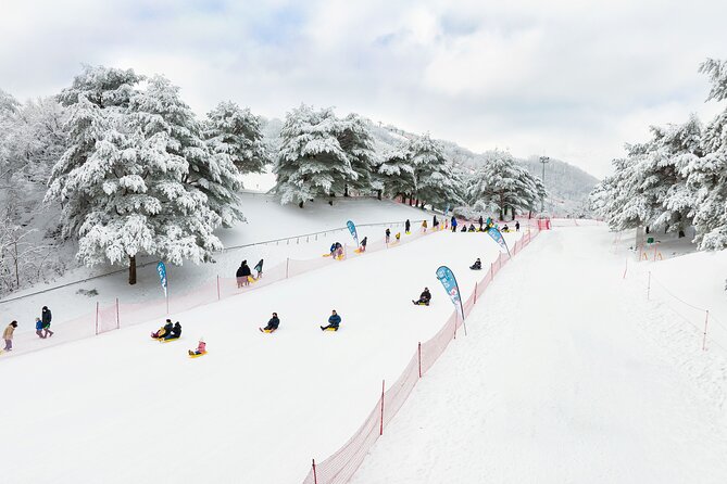 Vivaldi Park Winter Ski Resort with Nami Island Tour from Seoul - Nami Island in Winter: Winter Sonata Walks and Easy Food Stops